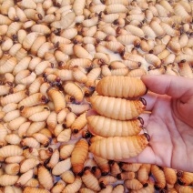 竹笋虫，葛根虫