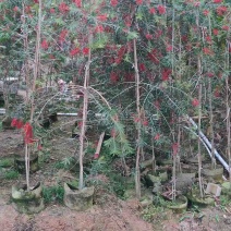 红千层(串钱柳)1-5分，基地直销，价钱优惠，大量现货
