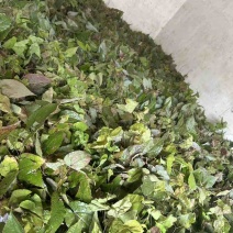 高含量淫羊藿种苗，存活率高，繁殖速度快，野生淫羊藿苗