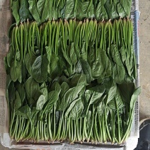 菠菜已大量上市支持电商平台食堂加工厂及各大市场保证质量
