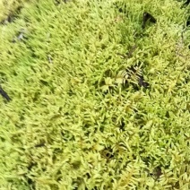 杂苔藓