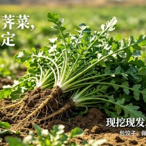 新鲜荠荠菜，春日限定