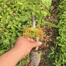 七彩凤凰三角梅