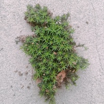野生苔藓