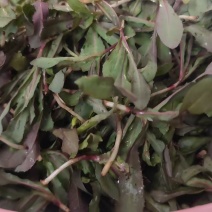 头茬野生苦菜