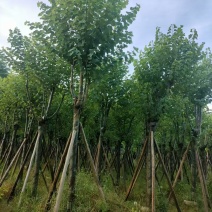 宫粉紫荆，骨架8-10-12公分。普宁基地直供