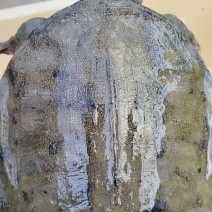 甲鱼