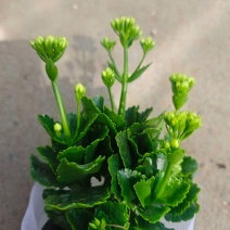 长寿花，新开棚