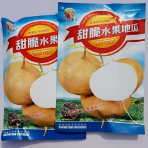 甜脆水果地瓜种子早熟瓜皮薄甜脆可口地瓜。种子