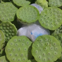 海南今年新出新鲜水果嫩莲蓬，基地直供全国各地