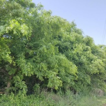 皂角树，渭南市华州区赤水镇，10年老树龄，自己拉挖。