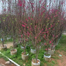 桃花，2--5公分，普宁苗木基地