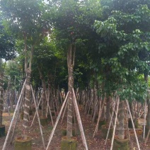 秋枫骨架10-25分，基地直销，价格优惠，大量现货，欢迎订购