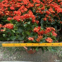 新加坡龙船花20-50高，基地直销，价格优惠，大量现货出售