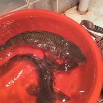 大鲤鱼