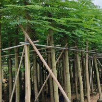 凤凰木8～10～15分，各种规格大量销售