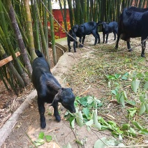 黑山羊羊羔出售。