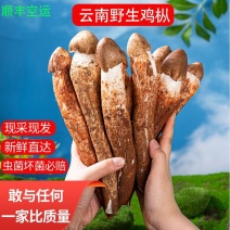 云南精选野生鸡枞不开伞大白鸡枞伞把菇荔枝菌独角白蚁鸡枞