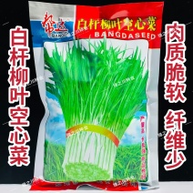 白杆柳叶空心菜种子产量高长势强采收期长通心菜种子