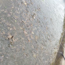 泉水池鲤鱼