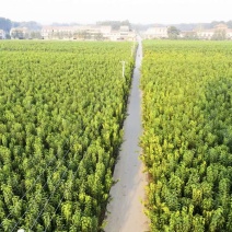 河南杜仲树，7-10年，170亩，50萬顆左右，现挖现发