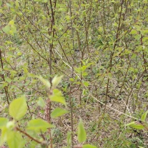 基地直发山杏苗，量大价优，欢迎工程对接