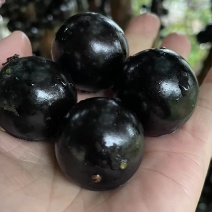 嘉宝果