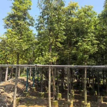 金丝楠木3-25分，基地直销，价格优惠，大量现货，有意联系