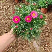 绿化苗木玛格丽特！批发基地！耐寒耐旱适合庭院花园小区
