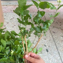 横州自家培育茉莉苗，便宜卖，好养活，现带花苞香气足