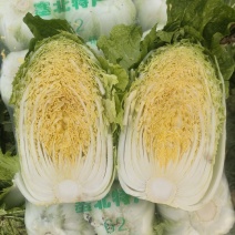 河南夏邑万亩白菜基地，精品黄心菜，产地一手货源