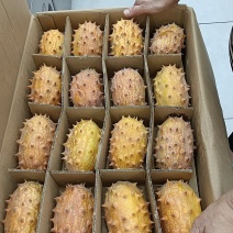 特大果
