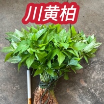 川黄柏正宗大叶厚皮四川基地直供川黄柏芽苗