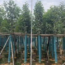 乐昌含笑8～9分，各种规格，低价出售