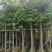 金丝楠木3-25分，基地直销，价钱优惠，大量现货