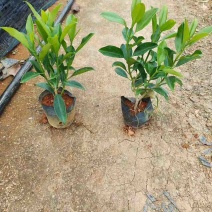 非洲茉莉20-180高，基地直销，价格优惠，大量出售
