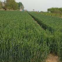 优质小麦水浇地出租出售，厂家合作，交通便利，水电齐家长种植养