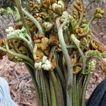 云南怒江野生蕨菜