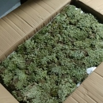 优质野生白发藓，按平按斤均可，欢迎采购商光临