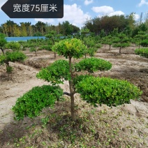 上海市崇明小叶瓜子黄杨树造型盆景可自提可快递自家地