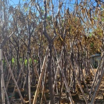 黄花风铃木，8-9-10-公分。普宁苗木直供