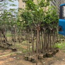 小叶紫薇，4-5公分，普宁苗木基地