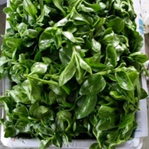 田七菜，富贵菜，种植基地直发，大规模种植基地，质量保证
