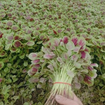 苋菜产地