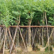 宫粉紫荆3-25分，基地直销，各种规格，大量低价出售
