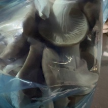秀珍菇