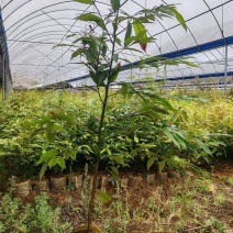 红椎12袋