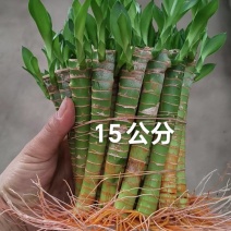 文昌富贵竹旺学业财运桌面小盆栽水培土培好养易活