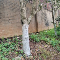 茶花树，桂花树，九里香树等园林绿化树