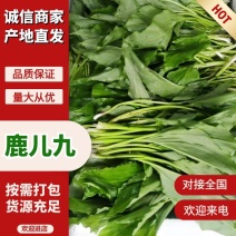 鹿儿九新鲜上市，基地直发，品质保障，价格美丽，欢迎电联
